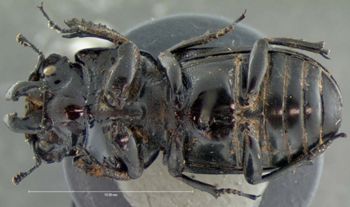 Media type: image;   Entomology 25913 Aspect: habitus ventral view